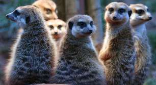 Humanos são monogâmicos? O que revela nova 'escala romântica' dos animais