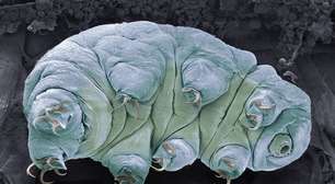 Estes 4 animais podem ser congelados por anos e voltar à vida normalmente o segredo deles é mais estranho do que parece