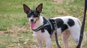 Coleira não é tudo igual: veja como escolher o modelo ideal