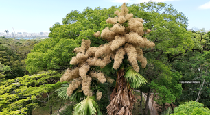 O adeus em flor: palmeiras Talipot iniciam seu ciclo final no Rio