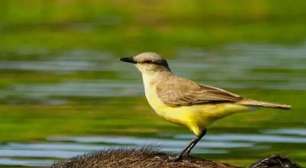 Capivara vira "parceira de caça" de aves no Pantanal