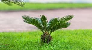 Por que a linda e decorativa palmeira-sagu pode matar o seu cachorro?