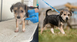 Cachorro com deficiência é adotado após ser resgatado de lixeira