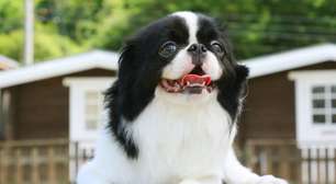 4 características do cachorro da raça spaniel japonês