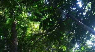 Um refúgio que guarda o DNA da Amazônia
