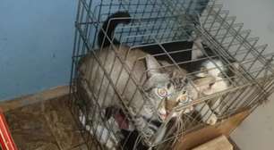 Mulher é denunciada por viver com 46 gatos em apartamento em Mairinque e causar incomodo