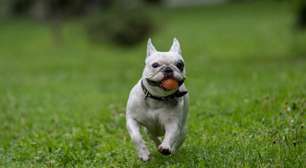 Porto Alegre discute criação de regras para os cachorródromos na capital