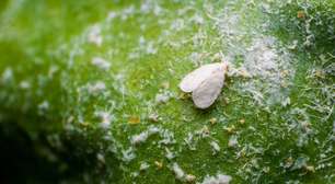 Moscabranca no Brasil: a praga que ameaça nossas safras