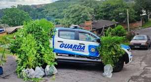 Homem é preso após Guarda Municipal localizar plantação de maconha em Caxias do Sul