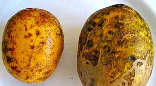 Cajá-manga: fruta tropical que se adapta a diferentes tipos de solo