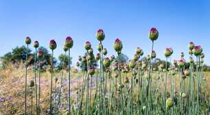 Flor de alho: tome cuidado para não cair na tendência e descobrir isso tarde demais