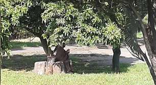 Imagem viral nas redes sociais conta que Jesus apareceu para um policial na Colômbia; entenda