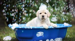 10 cuidados importantes no primeiro banho do cachorro filhote
