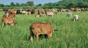 Novas regras de proteção a agricultores europeus facilitam votação de acordo com Mercosul