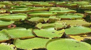 Resistência de vitórias-régias gigantes viraliza nas redes