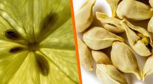 Se você tem sementes de limão, você tem um tesouro: 4 maneiras de usá-las em casa para não jogá-las fora