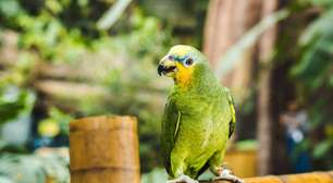 Papagaios em tribunal: o caso inusitado que levantou debate sobre provas em divórcios