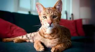 Ashera: o gato mais caro do mundo e a história por trás do felino de luxo