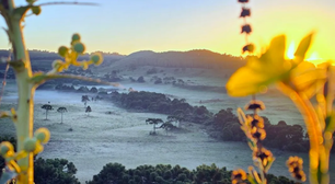 Às vésperas do verão, Santa Catarina amanhece com geada e mínima de 1,5ºC; entenda