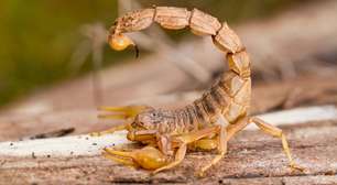 O que fazer em caso de picada de escorpião? Veja os cuidados essenciais