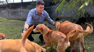 Alesp aprova projeto que torna Vira-Lata Caramelo patrimônio cultural