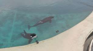 As orcas abandonadas em parque temático fechado na França