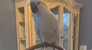 Cacatua cega encontra alegria nos últimos meses de vida