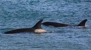 Tubarão-branco x Orca: quem venceria em um duelo no oceano?