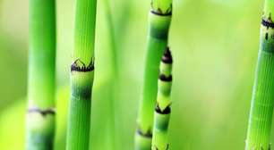 Bambu no Brasil: mitos antigos e ciência moderna