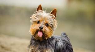 Administradora é impedida de cobrar seguro pet não solicitado por condôminos de Canoas