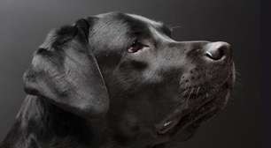 Cães enxergam no escuro? Entenda como funciona a visão deles