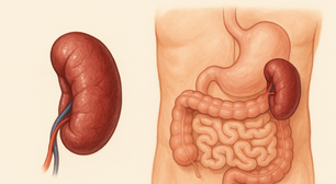 Você sabia que o baço é o guardião do sangue e da imunidade?