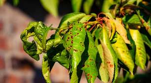 Sabia que este fungo produz ouro?