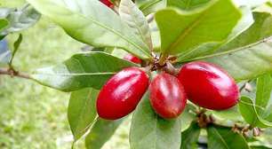 Fruta-do-milagre tem substância que "mascara" a acidez e requer cautela