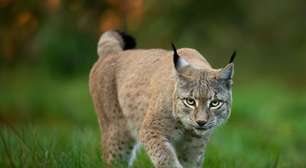 Lince: conheça esse felino com comportamentos surpreendentes