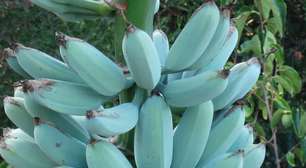 Banana azul existe: textura e sabor inesperados