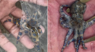 Turista desavisado mete a mão em polvo altamente tóxico: 'Meu encontro com a morte'