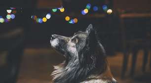 Como proteger os pets do barulho dos fogos de artifício