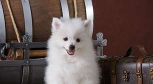 Spitz alemão e volpino italiano: 7 diferenças entre as raças