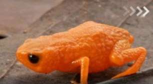 Pesquisadores dão nome de Lula a sapo da Mata Atlântica