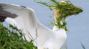 Comédia da vida selvagem: os ganhadores do prêmio com as fotos de animais mais divertidas de 2025