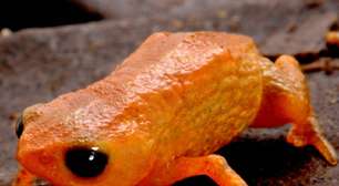 Não é meme: cientistas descobrem nova espécie de sapo no Brasil e decidem batizá-la oficialmente com o nome do presidente Lula; entenda por quê