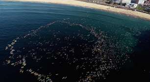 Judeus australianos fazem orações e surfistas remam em Bondi em homenagem a vítimas de tiroteio