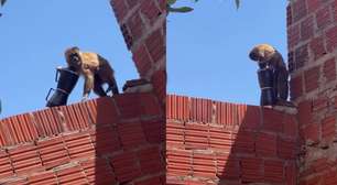 Macaquinho deixa moradora sem café da manhã após 'furtar' cafeteira no Rio Grande do Norte