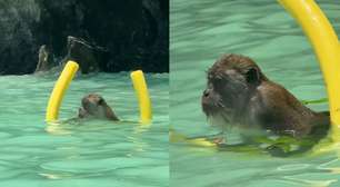 Macaco é flagrado nadando com boia na Tailândia