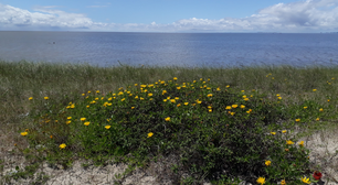 Planta rara do litoral gaúcho entra na lista de espécies criticamente ameaçadas de extinção