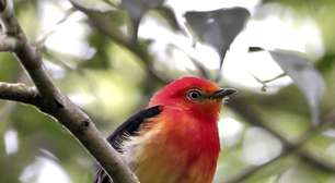 Uirapuru: o pássaro lendário da Amazônia que inspira mitos, músicas e a cultura brasileira