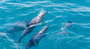 Fernando de Noronha: quanto custa, o que fazer e como planejar a viagem