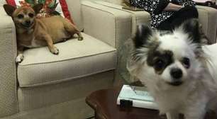 Antes de morrer, escritora deixou quatro apartamentos para suas duas cachorras