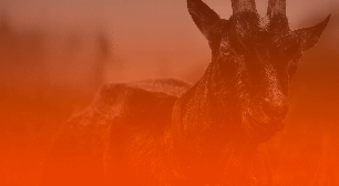 Mês de Capricórnio: descubra como aproveitar esse período